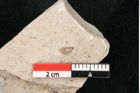 Foto (Detailansicht) von Glyptostrobus europaeus Brongniart (NHMW-GEO-2024-0188-6761)